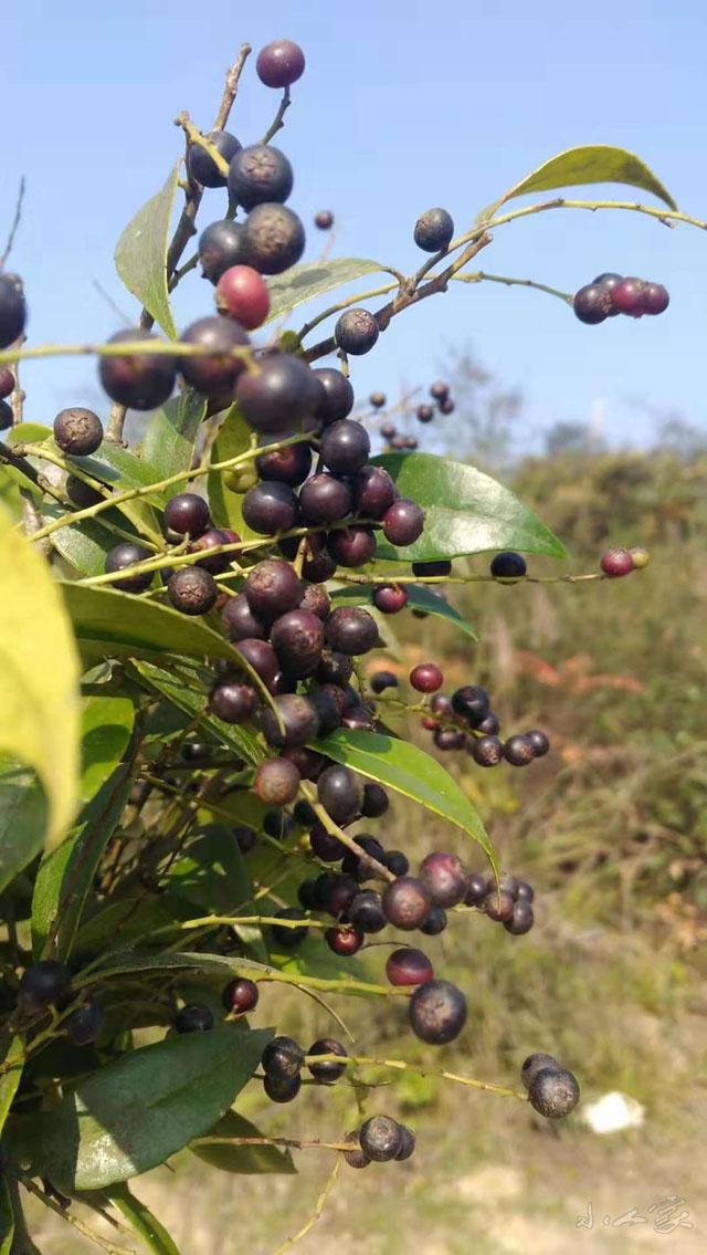 小时候的野果,你见过多少